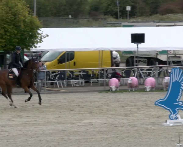 Reitturnier Achern 2023