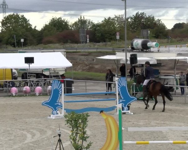 Reitturnier Achern 2023