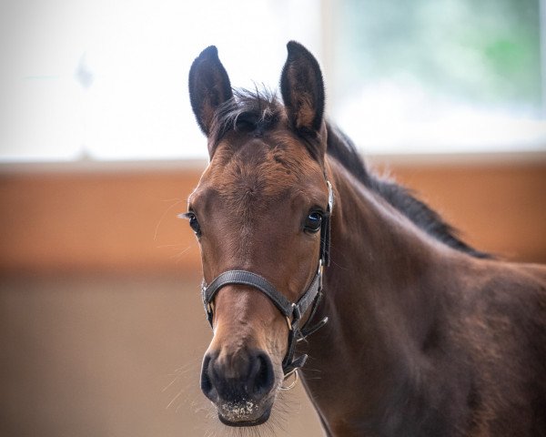 horse True Hope M (Westphalian, 2023, from Total Hope OLD)