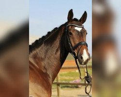 dressage horse Santiano 42 (Westphalian, 2014, from Sir Heinrich OLD)