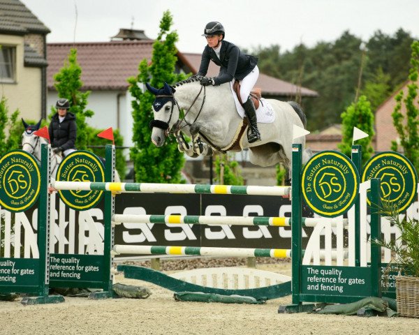 jumper Cucaracha (Bulgarian Warmblood, 2014, from Clarimo Ask)