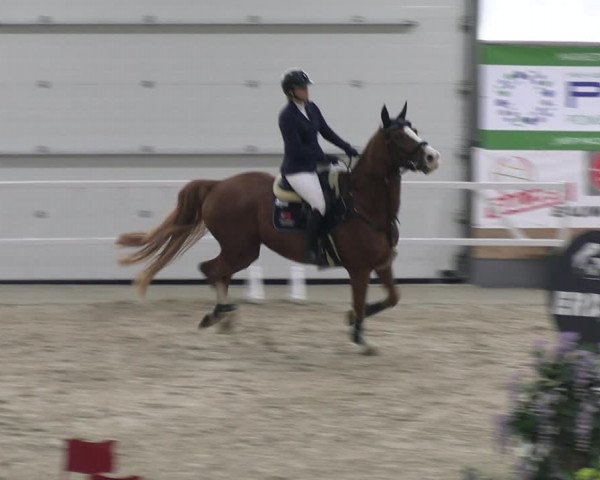 Reitturnier Borken 2023