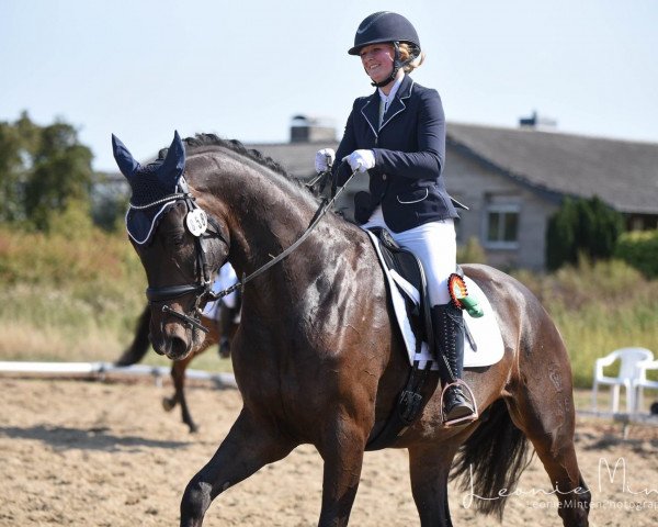 dressage horse Morning Star 58 (Westphalian, 2014, from Métall)