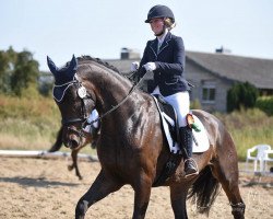 dressage horse Morning Star 58 (Westphalian, 2014, from Métall)