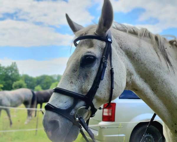 dressage horse Savoy 48 (German Sport Horse, 2004, from Stedinger) dressage horse Savoy 48 (German Sport Horse, 2004, from Stedinger)