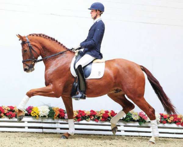 dressage horse Amigo (Oldenburg, 2011, from Abanos)