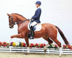 dressage horse Amigo (Oldenburg, 2011, from Abanos)