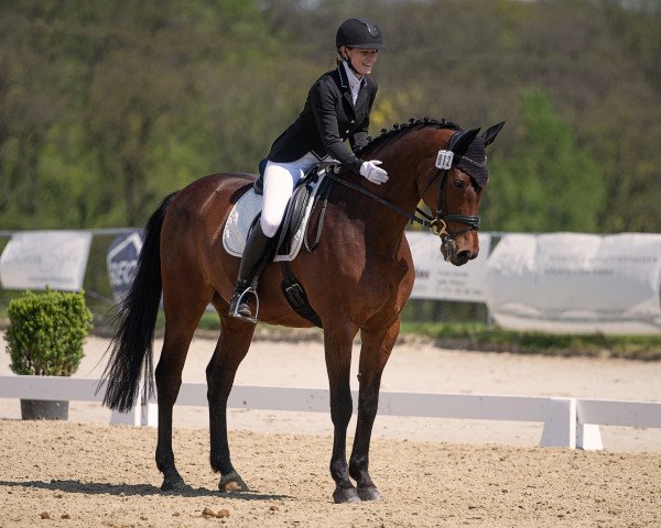 Cavallo da salto Aston Martin 5 (Hannoveriano, 2007, di Abke 4)