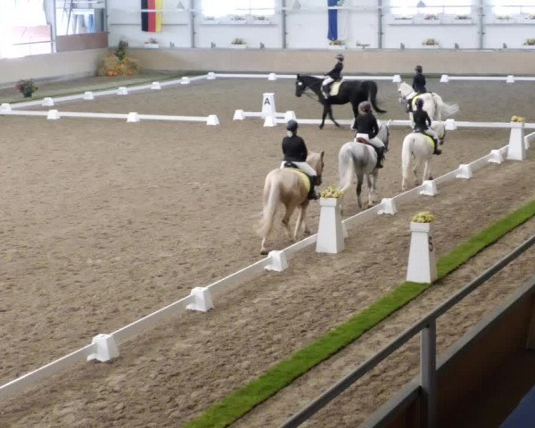Reitturnier Waghäusel-Wiesental 2023