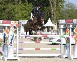 jumper CARTINO (Oldenburg show jumper, 2013, from Cartogran)