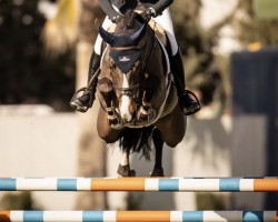 jumper Kilimanjaro (KWPN (Royal Dutch Sporthorse), 2015, from Cidane)