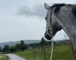jumper Chacoolina (Hanoverian, 2017, from Chacoon Blue)