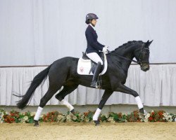 broodmare Famosa (Westphalian, 2012, from Franziskus FRH)