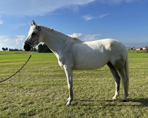 broodmare Coeur d'un ange (Westphalian, 2008, from Call Me Number One)