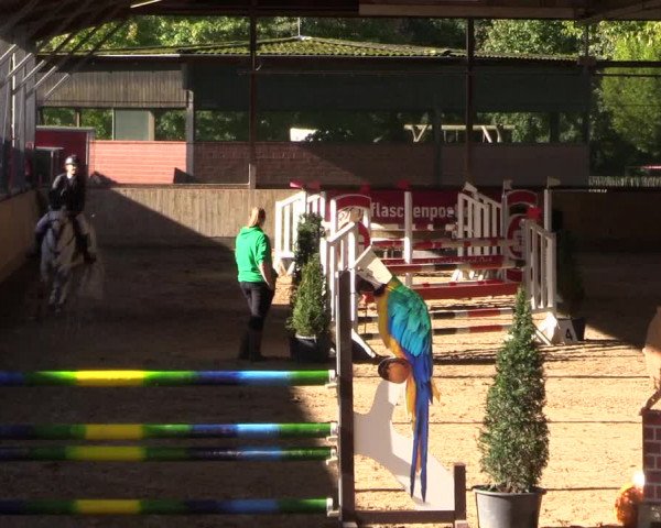 Reitturnier Telgte-Lauheide 2023