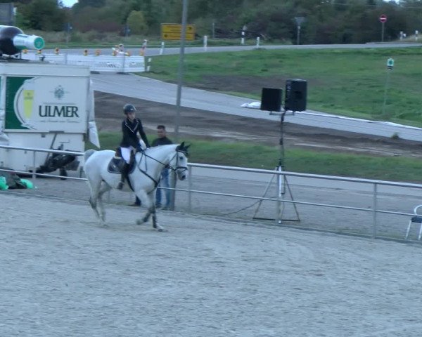 Reitturnier Achern 2023