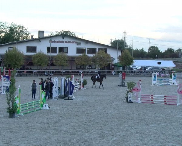 Reitturnier Achern 2023