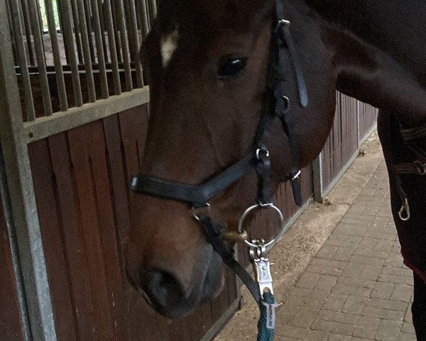 Springpferd Harmony 57 (Hannoveraner, 2014, von Hotline)