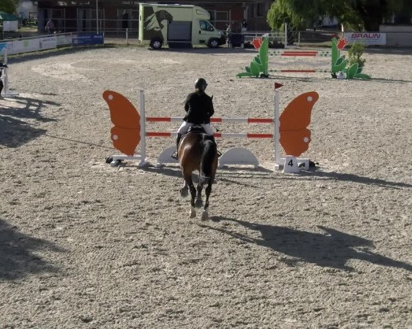 Reitturnier Achern 2023