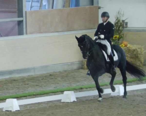 Reitturnier Waghäusel-Wiesental 2023