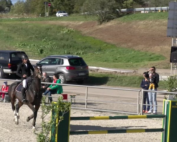 Reitturnier Achern 2023
