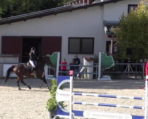 Reitturnier Achern 2023