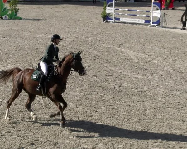 Reitturnier Achern 2023
