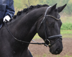 dressage horse Mon Coeur 32 (German Sport Horse, 2018, from Morricone)
