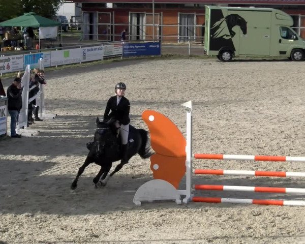 Reitturnier Achern 2023