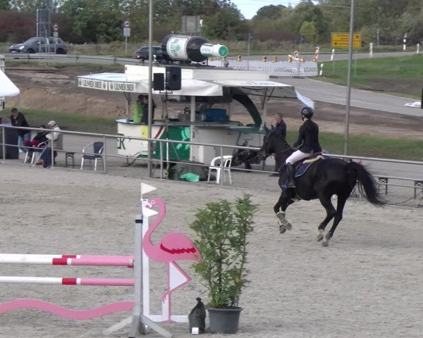 Reitturnier Achern 2023