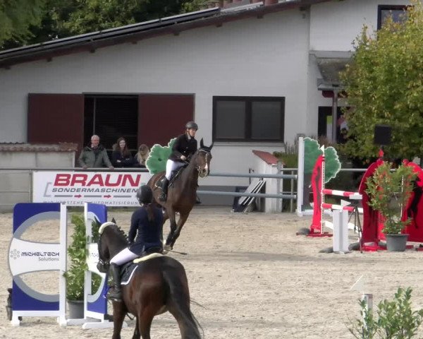Reitturnier Achern 2023