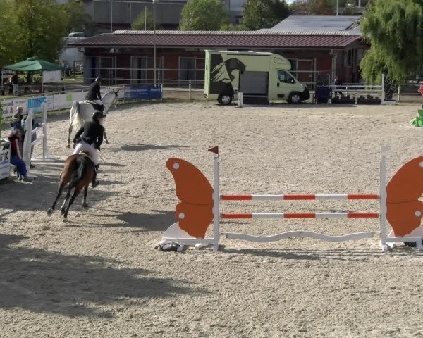Reitturnier Achern 2023
