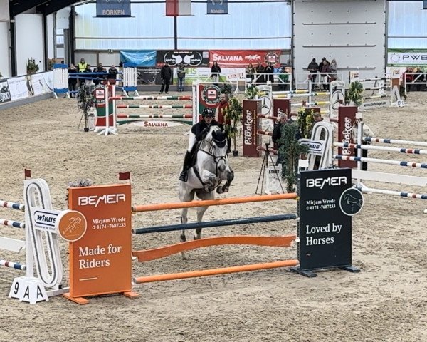 jumper Cascadeur (Oldenburg show jumper, 2014, from Catoo)