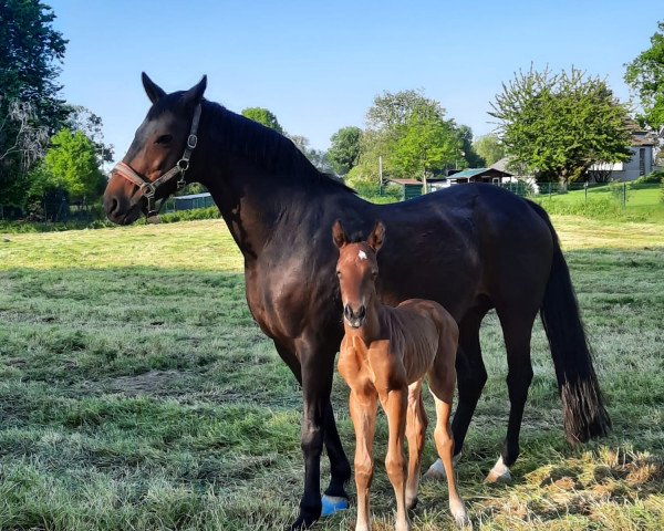 horse Jack Johnson (Westphalian, 2023, from Glock's Johnson Tn)
