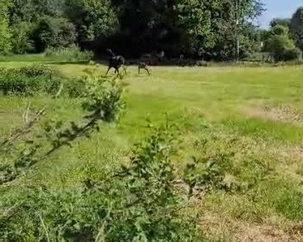 Video of Jack Johnson