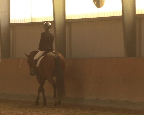 Reitturnier Frechen-Grefrath - Sonnenhof 2023