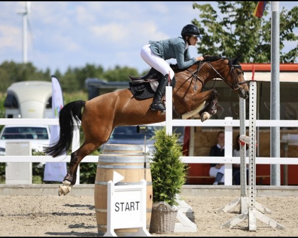 jumper Grenzhoehes Marielle (German Riding Pony, 2013, from The Braes My Mobility)