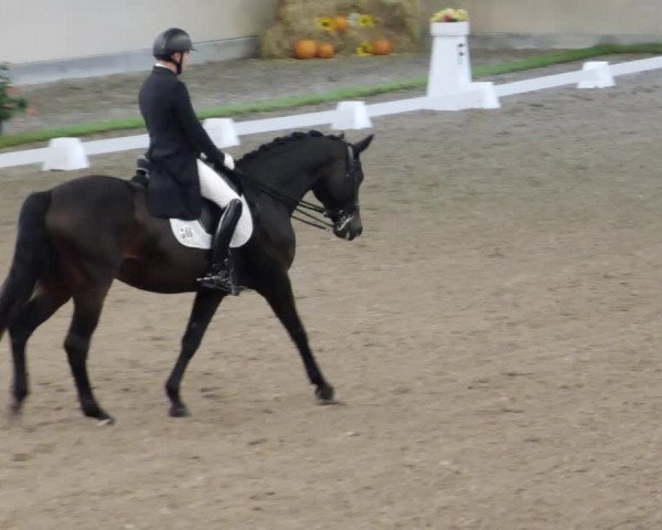 Reitturnier Waghäusel-Wiesental 2023