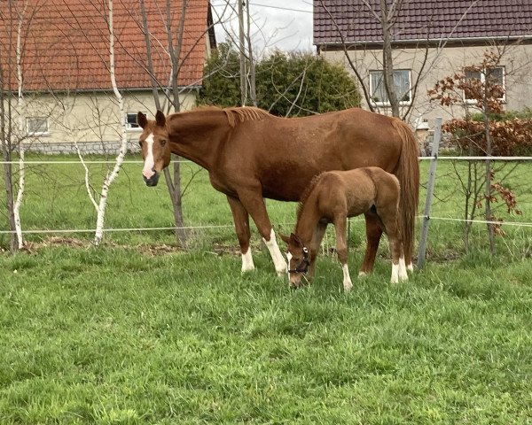 Zuchtstute Sonina (Trakehner, 2021, von Göteborg)