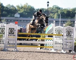 jumper Rustica Ls La Silla (Sporthorse La Silla, 2013, from Rubens Ls La Silla)
