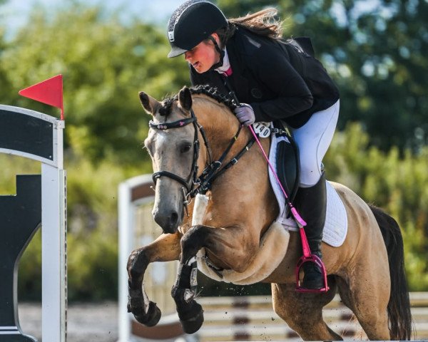 Springpferd Fancy Fairy HWK (Arabisches Halbblut / Partbred, 2018, von Seven seas of love)