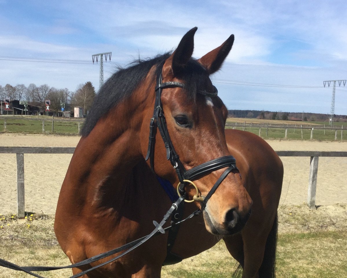 broodmare Z- Classica (Holsteiner, 2007, from Con Air)