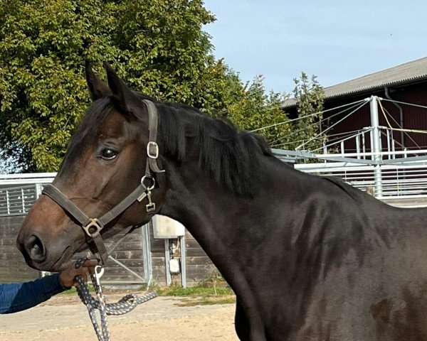 horse Royal Lotta (German Warmblood, 2018, from Royal Doruto OLD)