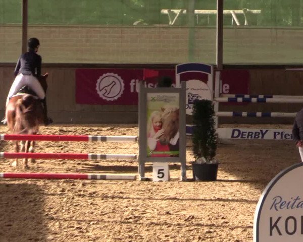 Reitturnier Telgte-Lauheide 2023