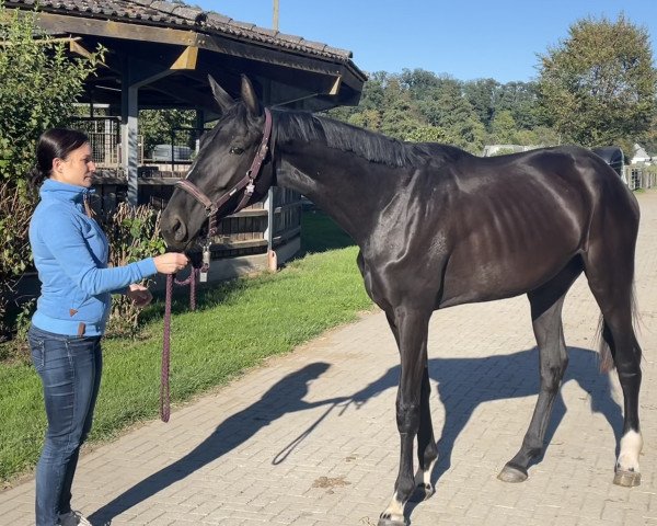 horse Dark Line (Oldenburg, 2021, from So Perfect)
