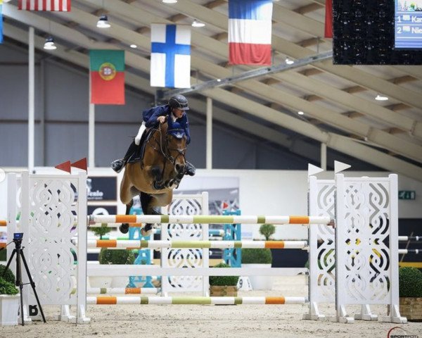 jumper Fortunate Son (Swedish Warmblood, 2016, from Comfortuna VDL)