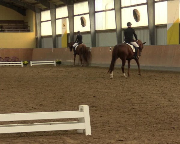 Reitturnier Frechen-Grefrath - Sonnenhof 2023