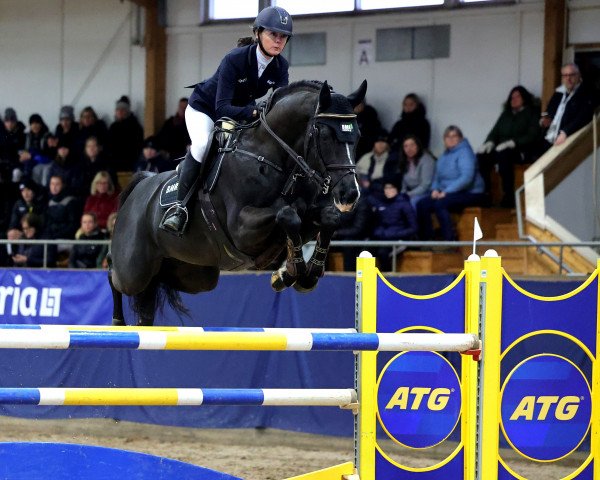 stallion Mr Vain GJ (Swedish Warmblood, 2013, from Diarado)
