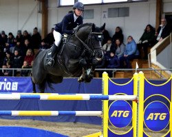 Deckhengst Mr Vain GJ (Schwedisches Warmblut, 2013, von Diarado)