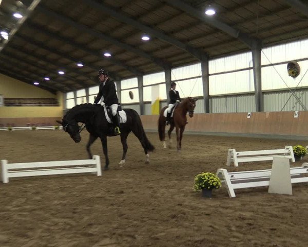 Reitturnier Frechen-Grefrath - Sonnenhof 2023